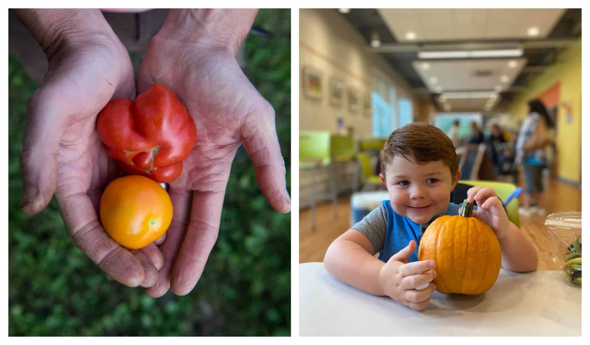 Left: Two hands holding 2 freshly picked tomatoes from Veggies to Table; Right: A young boy holds an orange pumpkin from Veggies to Table.