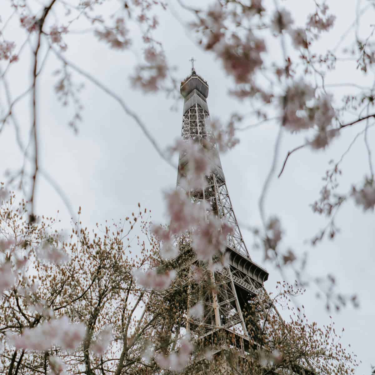 Eiffel Tower with cherry blossoms in the foreground