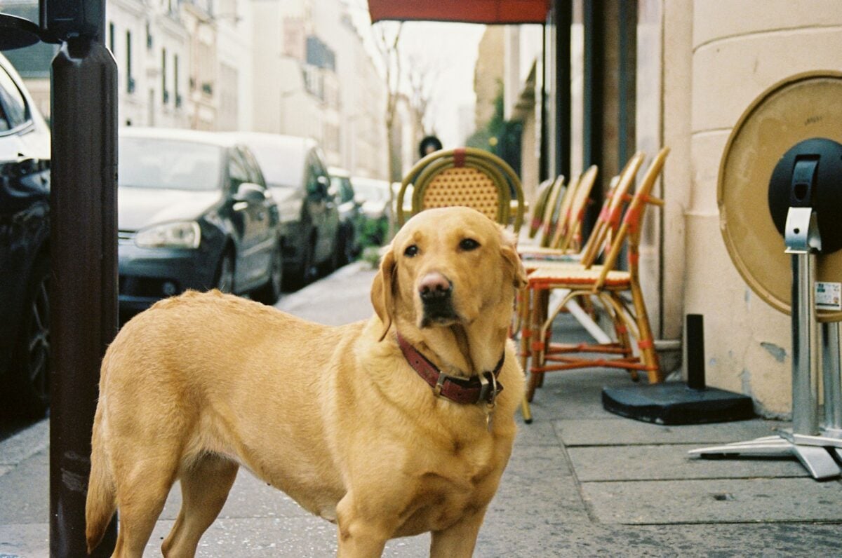 A golden retriever on a Paris street.