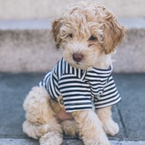 A brown long coated small dog in blue and white striped shirt on a Paris street.