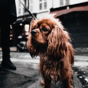 Um cachorro marrom de pêlo comprido em uma rua de Paris.