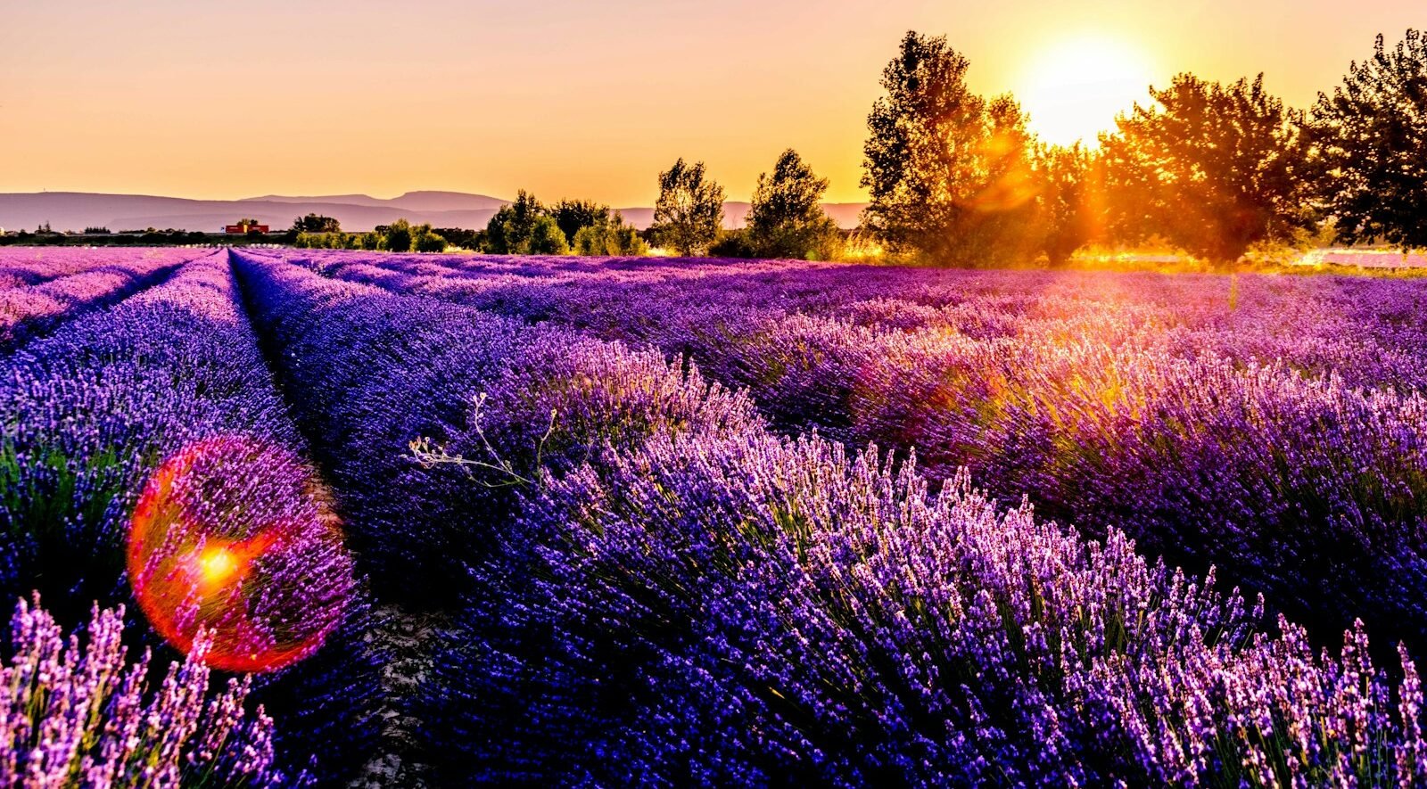Lavender fields at sunset in Provence.