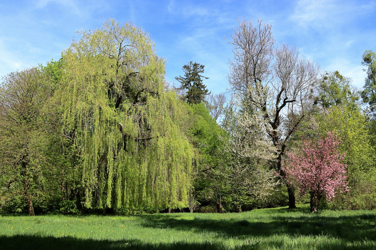 a grassy field with trees and grass in the foreground.