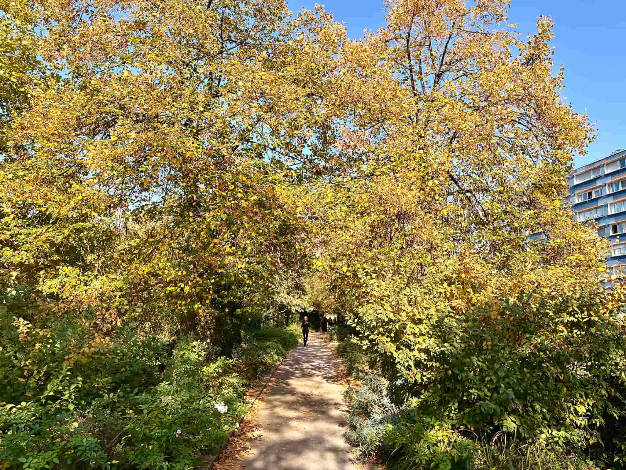 Coulee vert in Paris, large trees with yellow and green leaves line the path.
