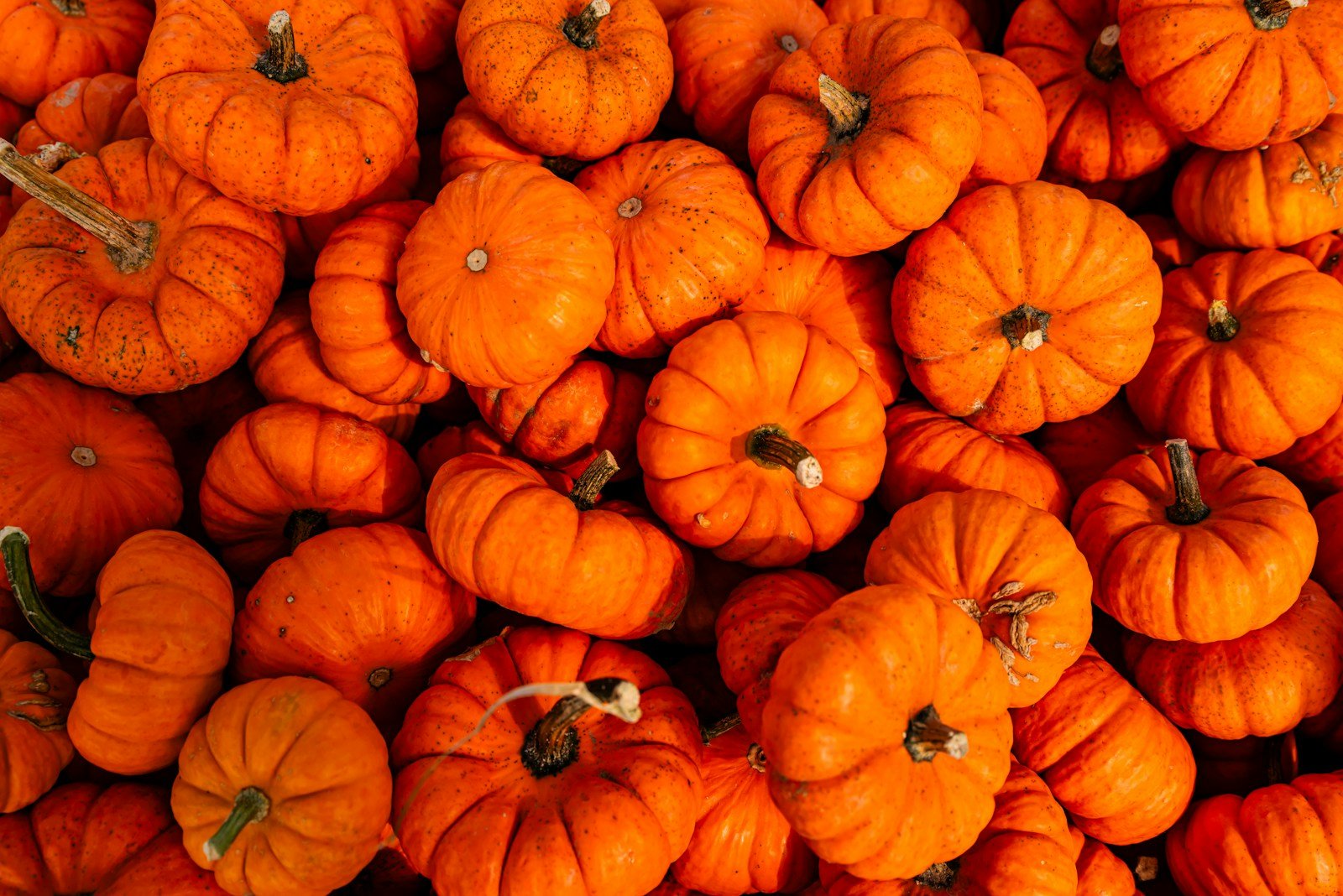 A pile of small orange pumpkins sitting next to each other.