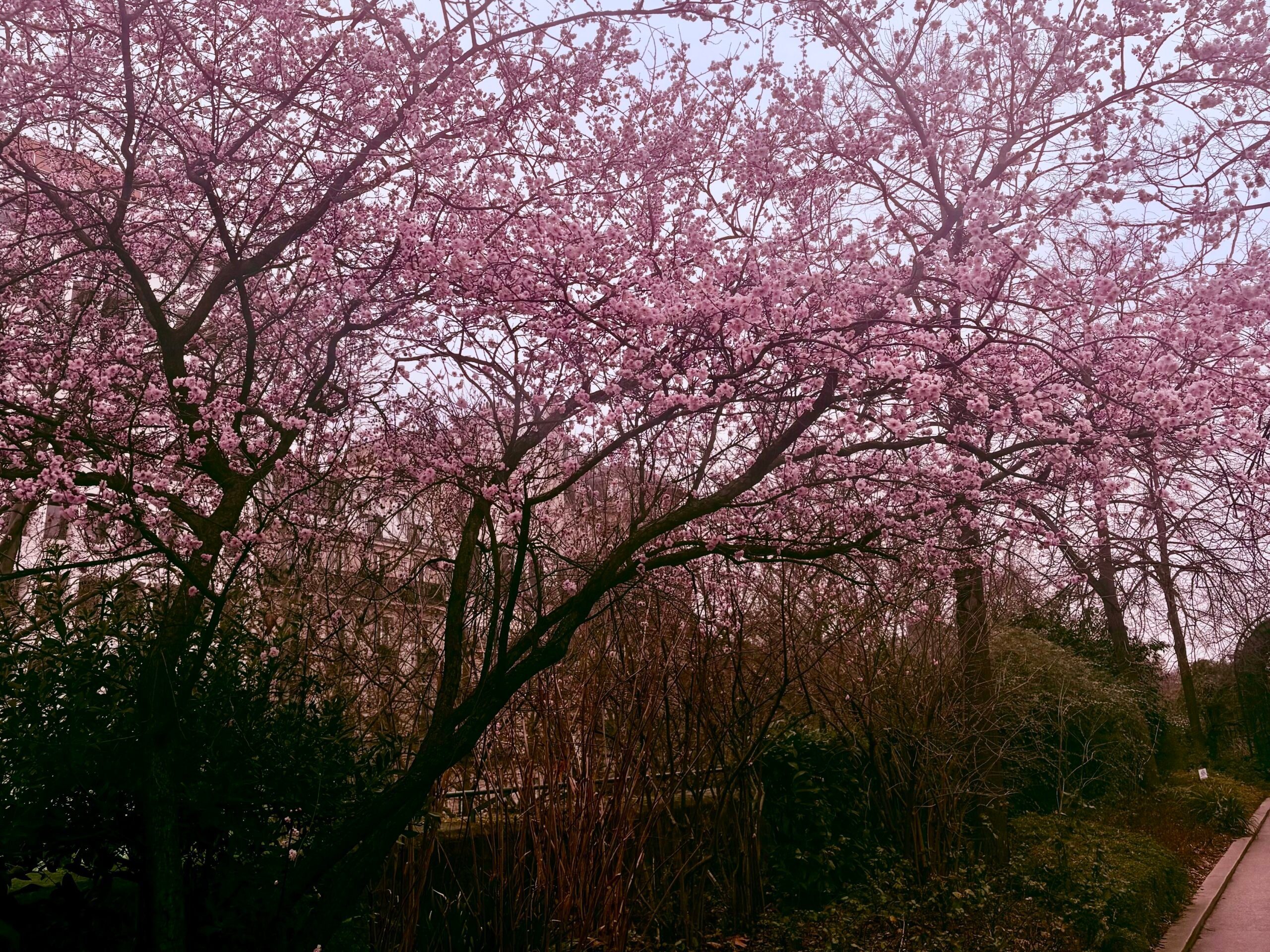 Pink cherry trees on Coulée Verte in Paris.